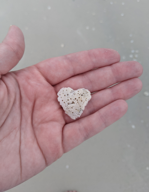 Picture of a hand holding a heart shaped shell.
