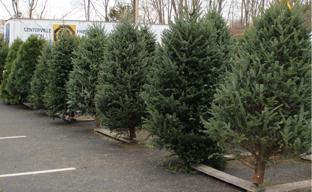 Christmas Trees Ready for Sale
